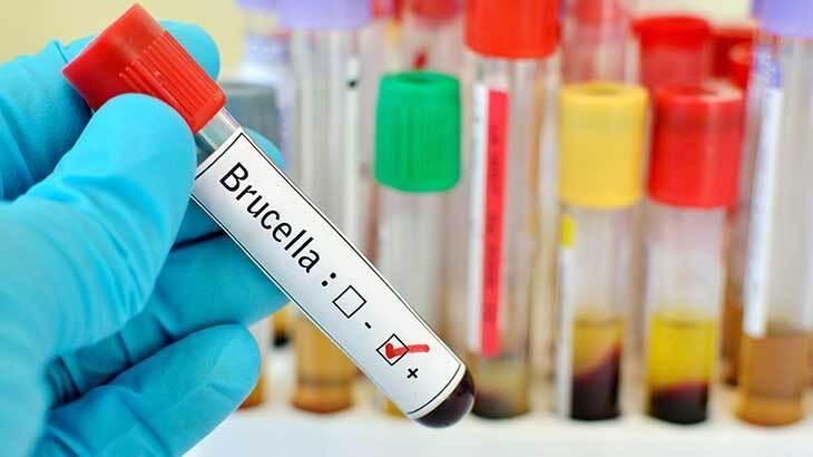 BRUSELLA NƏDİR?